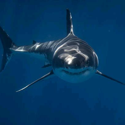 冰下鲨鱼