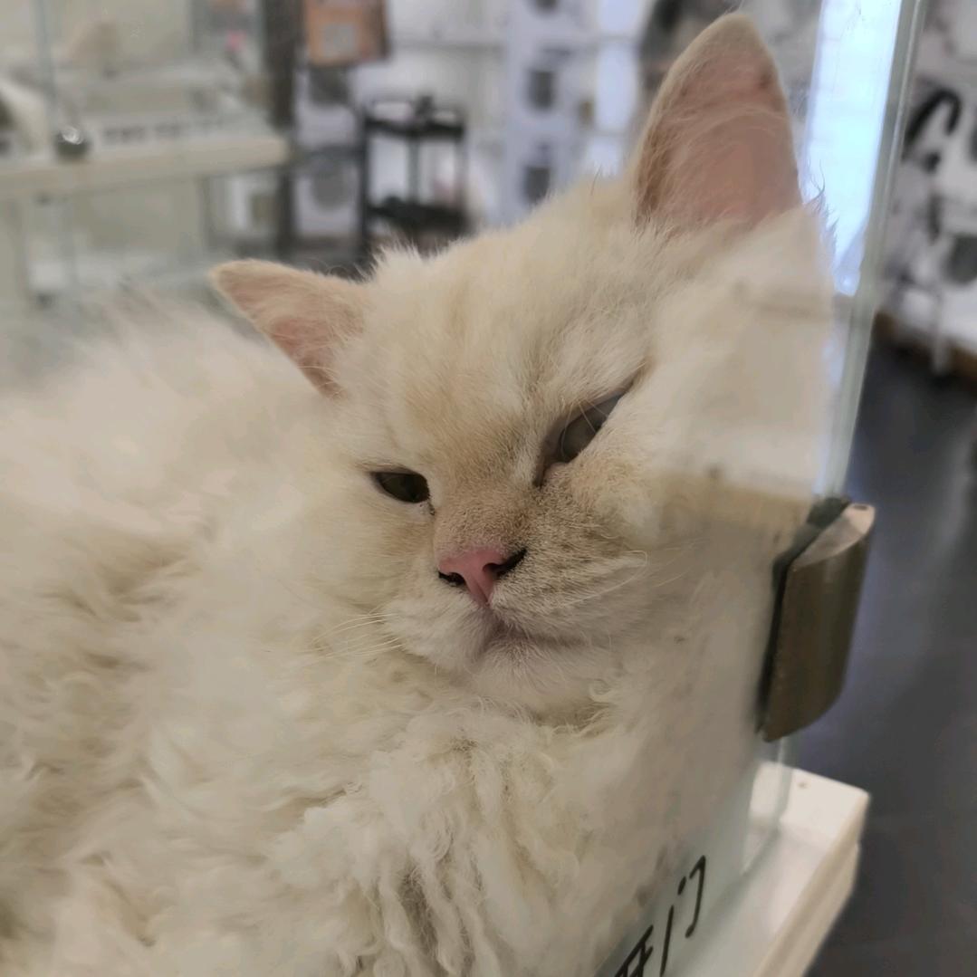 拱墅区养想养猫的请联系我