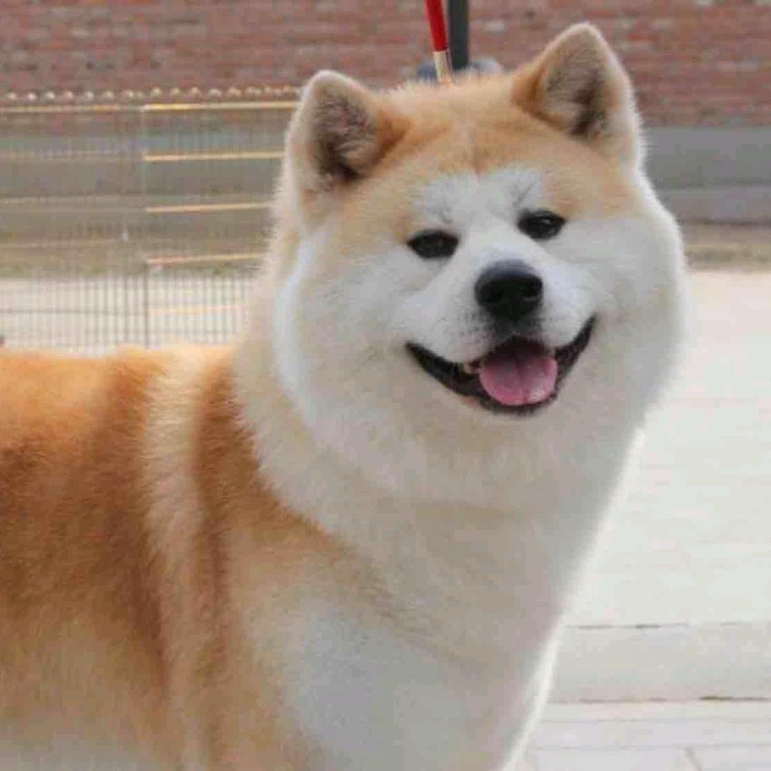 圭垚