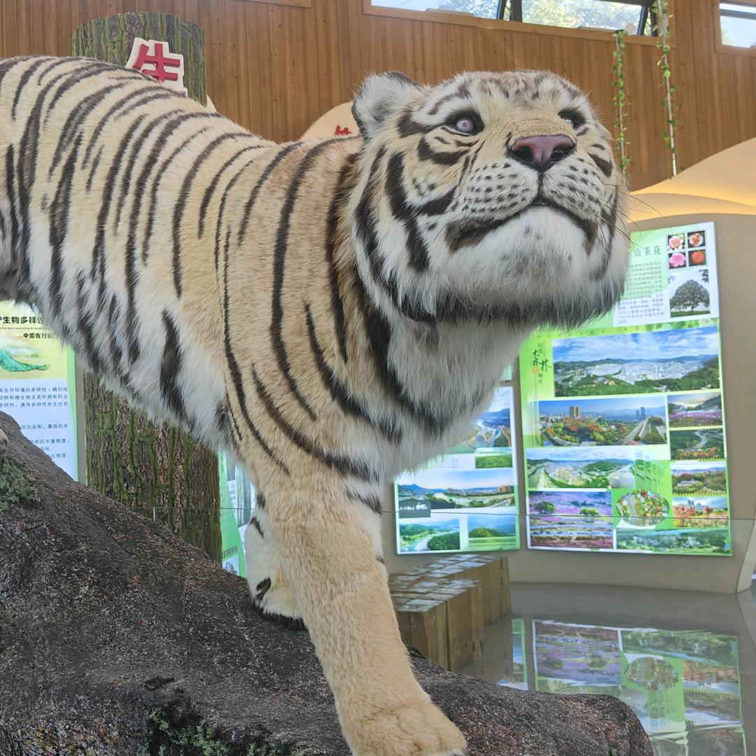 老夫聊发少年狂