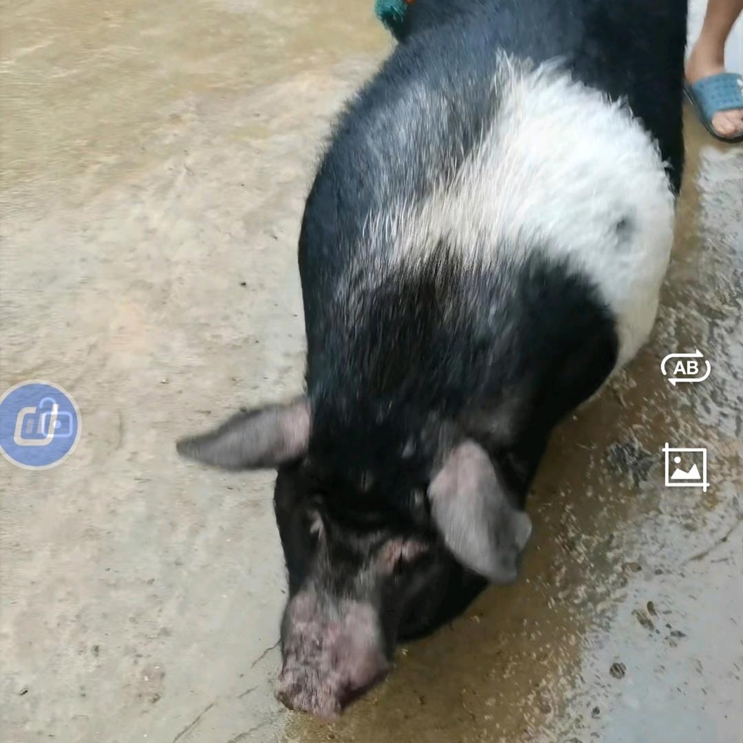 瑶家农村土猪