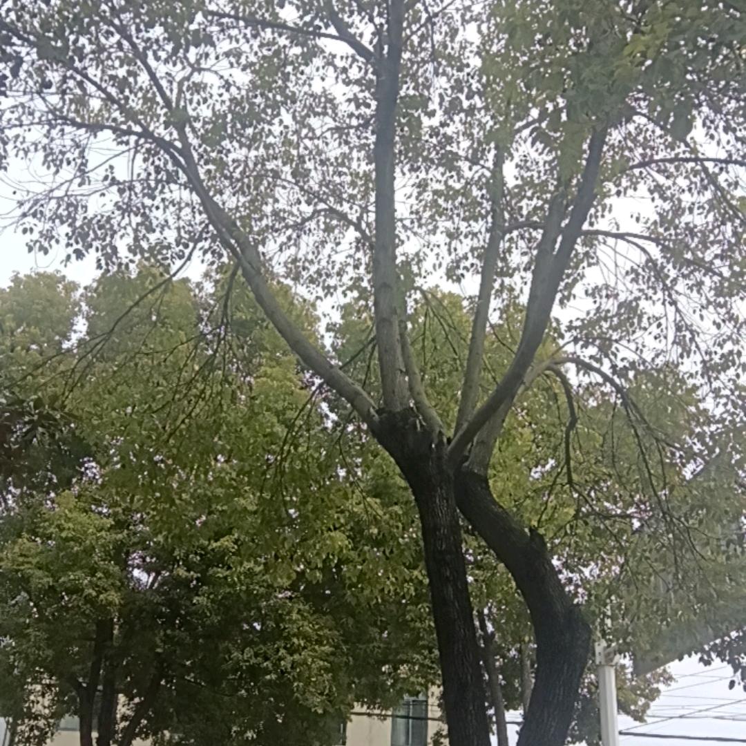 酒醉的蝴蝶