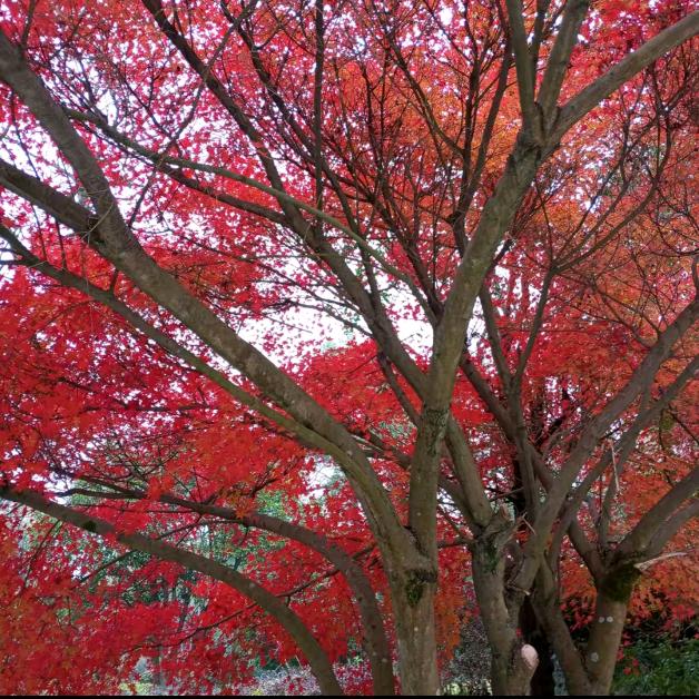 枫叶🍁