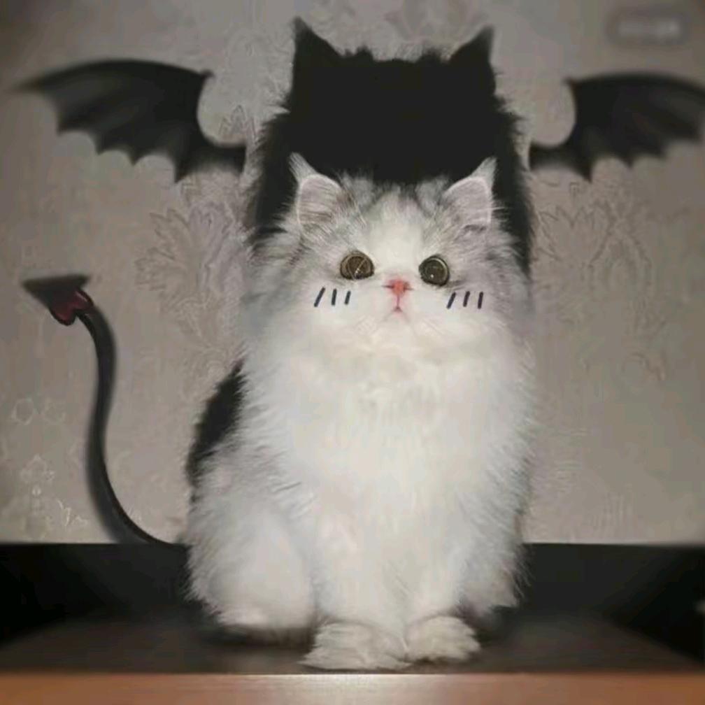 㣻罖头像