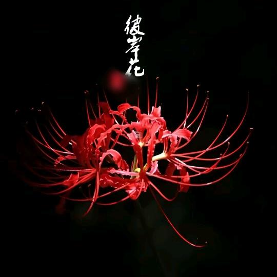 哆啦A梦