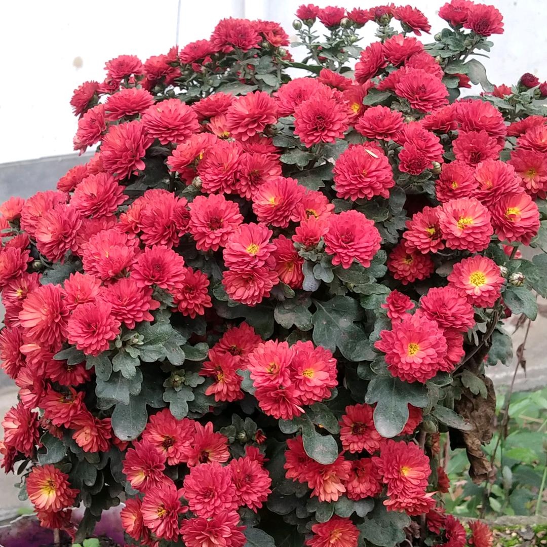 努力奋斗3606945472270