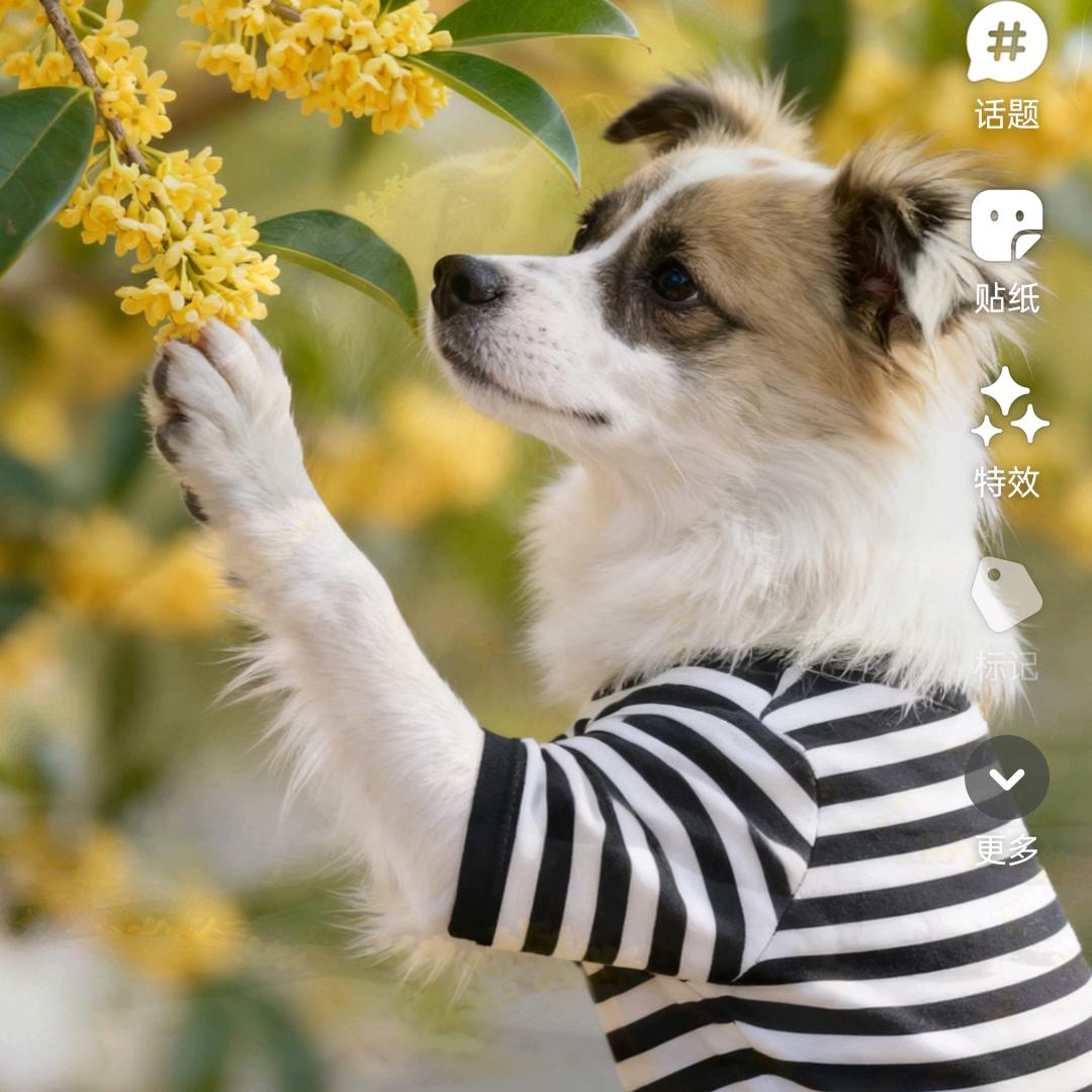 高密佳乐家美的小姐姐