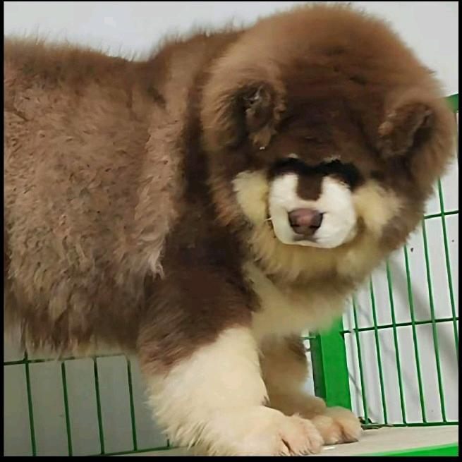 @杞县高辉家的阿拉斯加