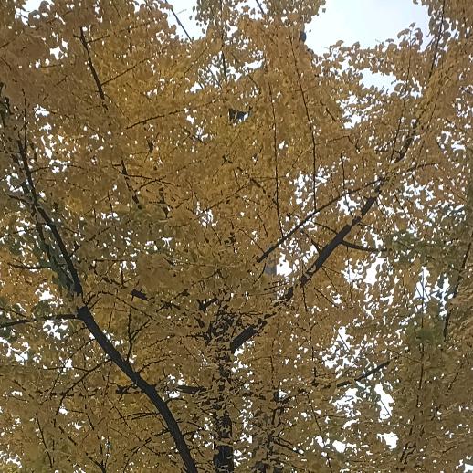 为了这个家太累了😭😭🌹((❤️