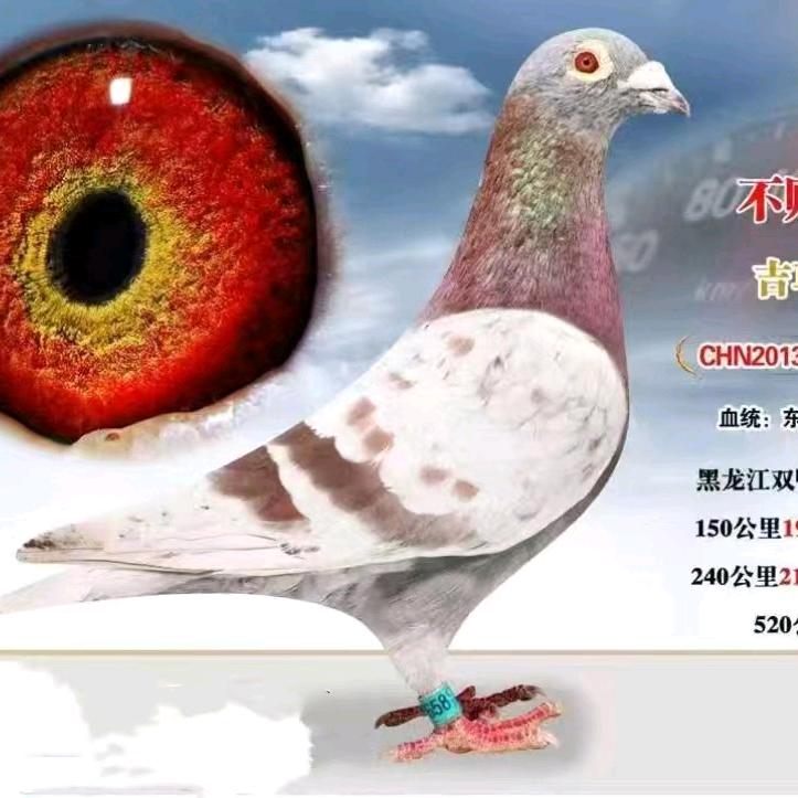 毛哥   赛鸽