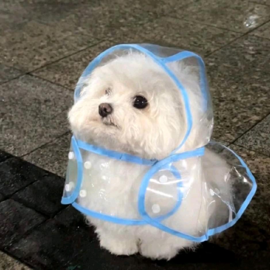 发现女友是1含泪女装为爱做0被举豹