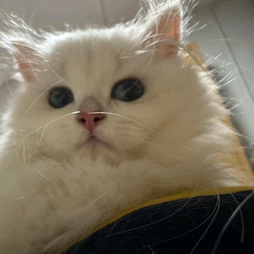 悲伤的猪大肠