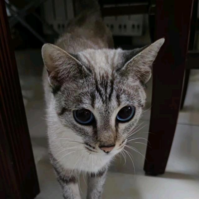 茂