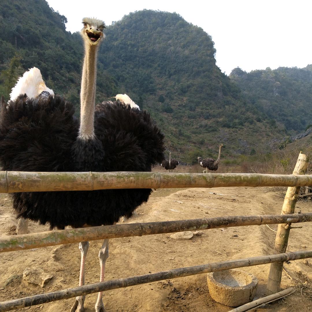 （嘉宾生态养殖）廖嘉宾
