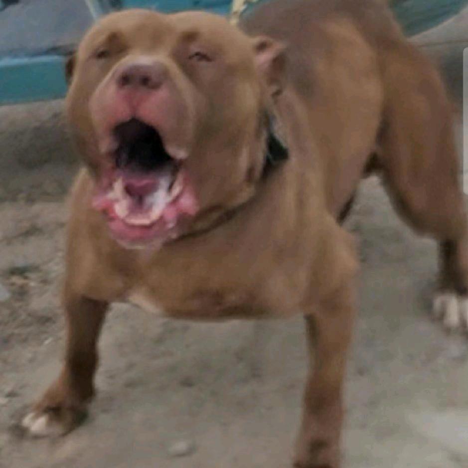 曲阳战神撩子哥