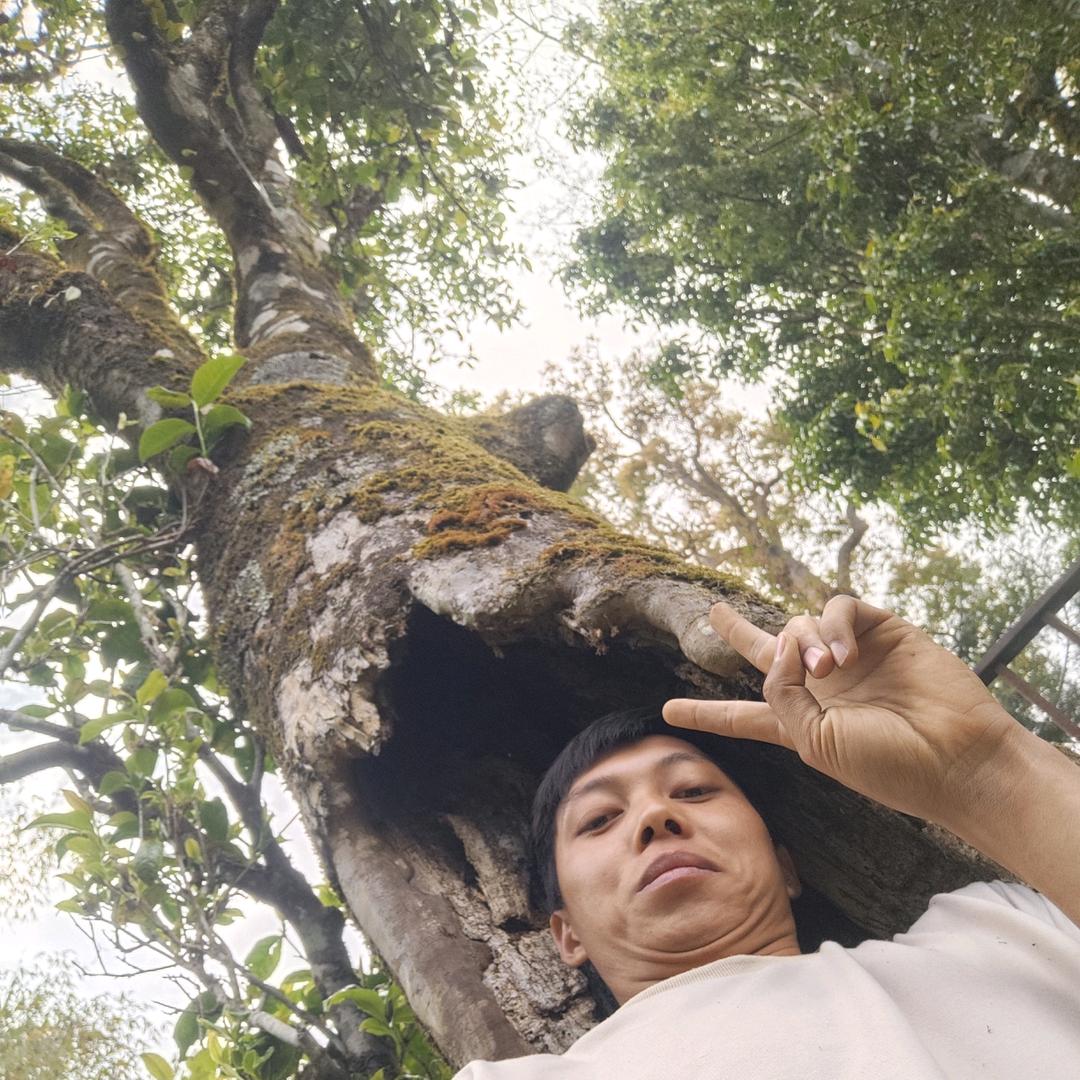 @阿航有好茶（壹合源）云南野生古树茶源头