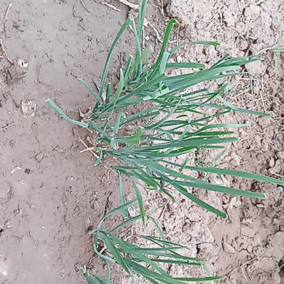 宝妈的农村生活