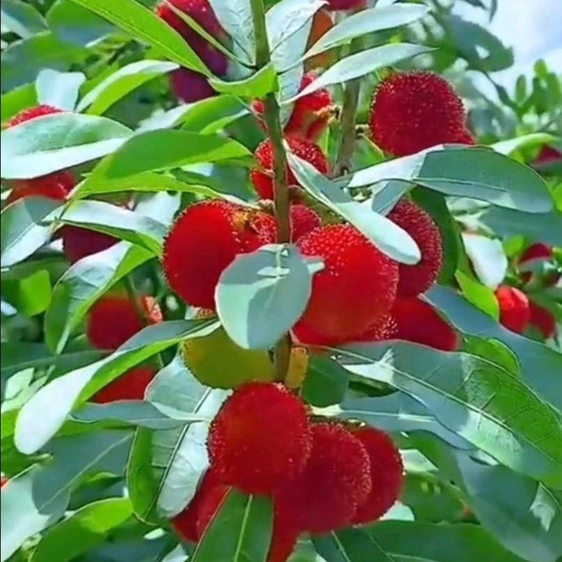 明天更美好