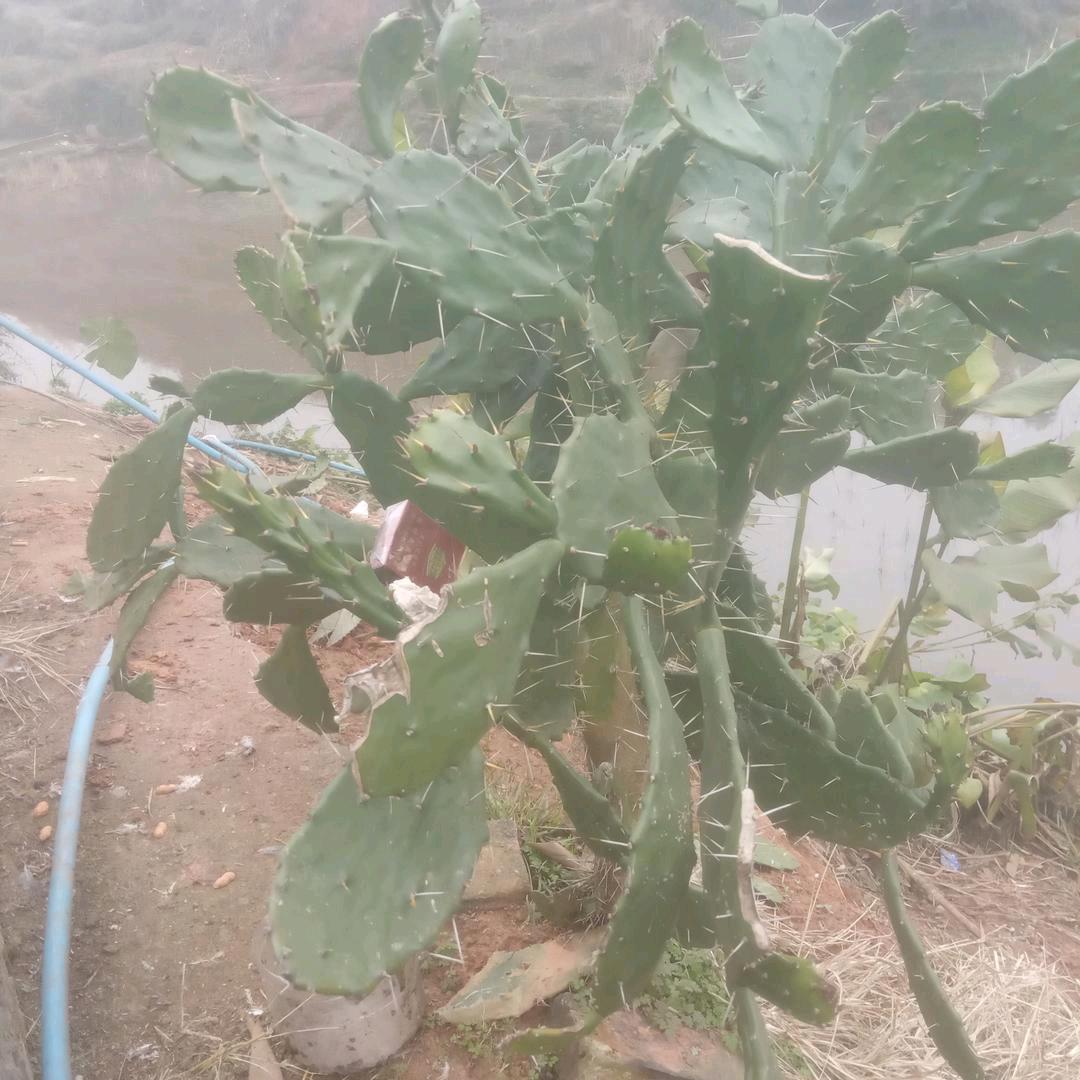 我叫开心果。