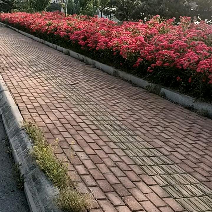 招贤东双庙绪营果柴原味大锅全猪