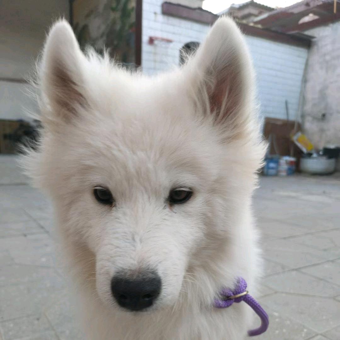 肉肉是只萨摩耶