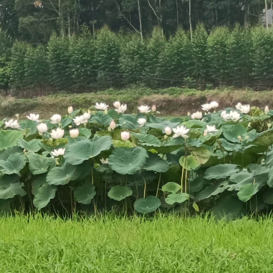 珠魅