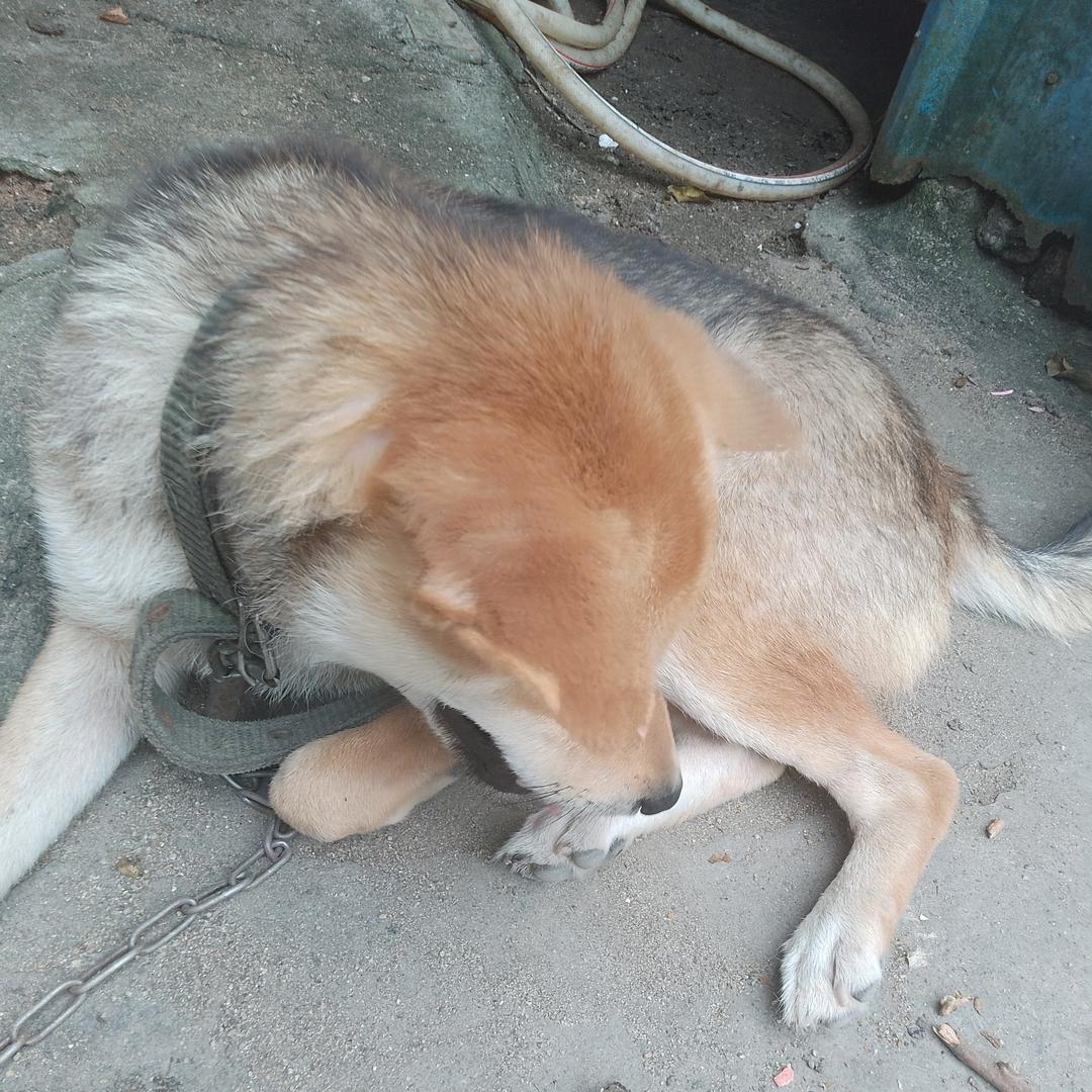 山口咸水桥的小月