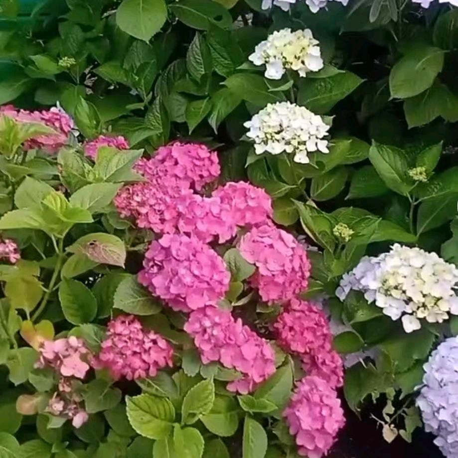 开心小王