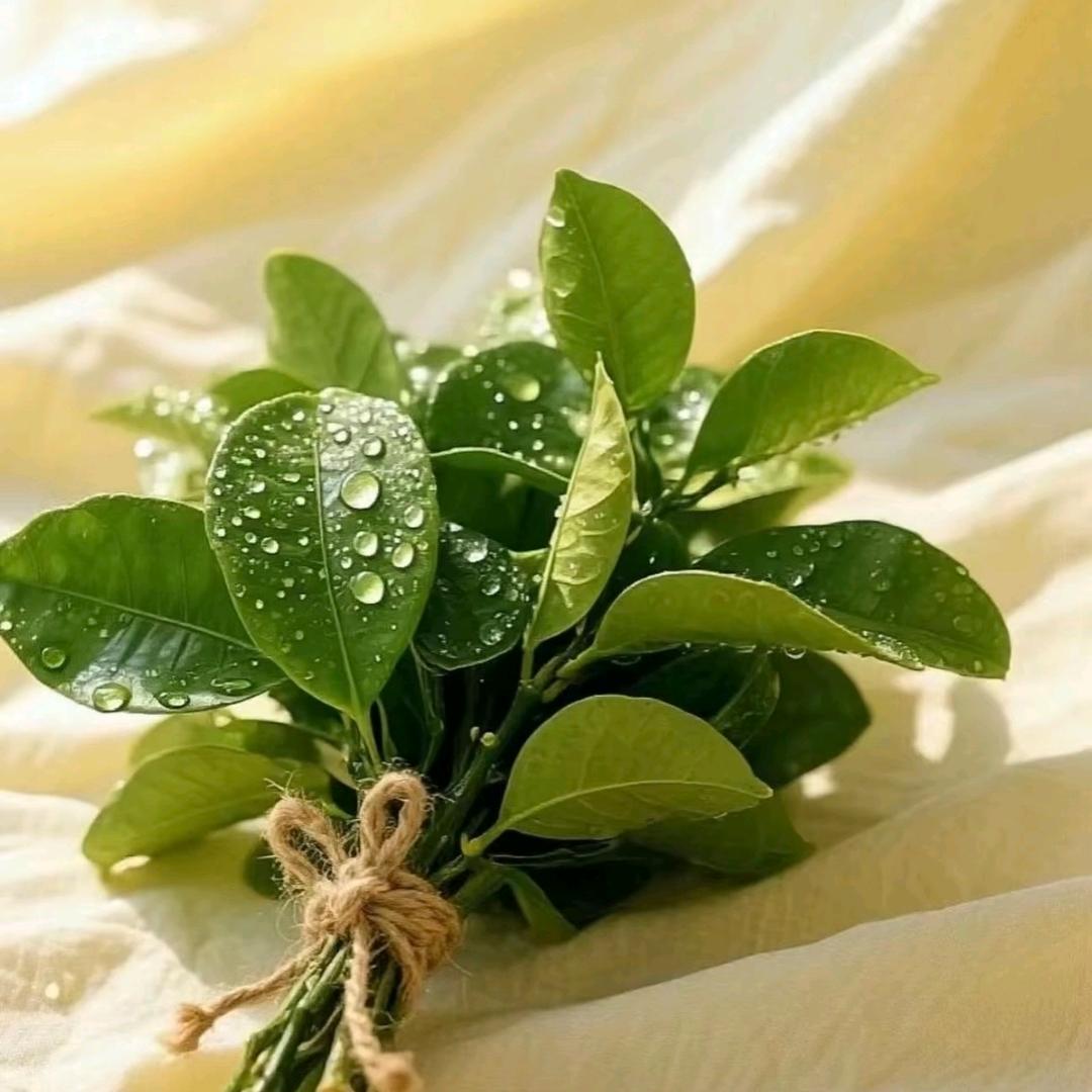 悦己🍃