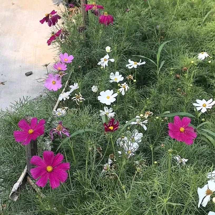 开心快乐每一天。羊芳