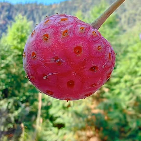 黔戈