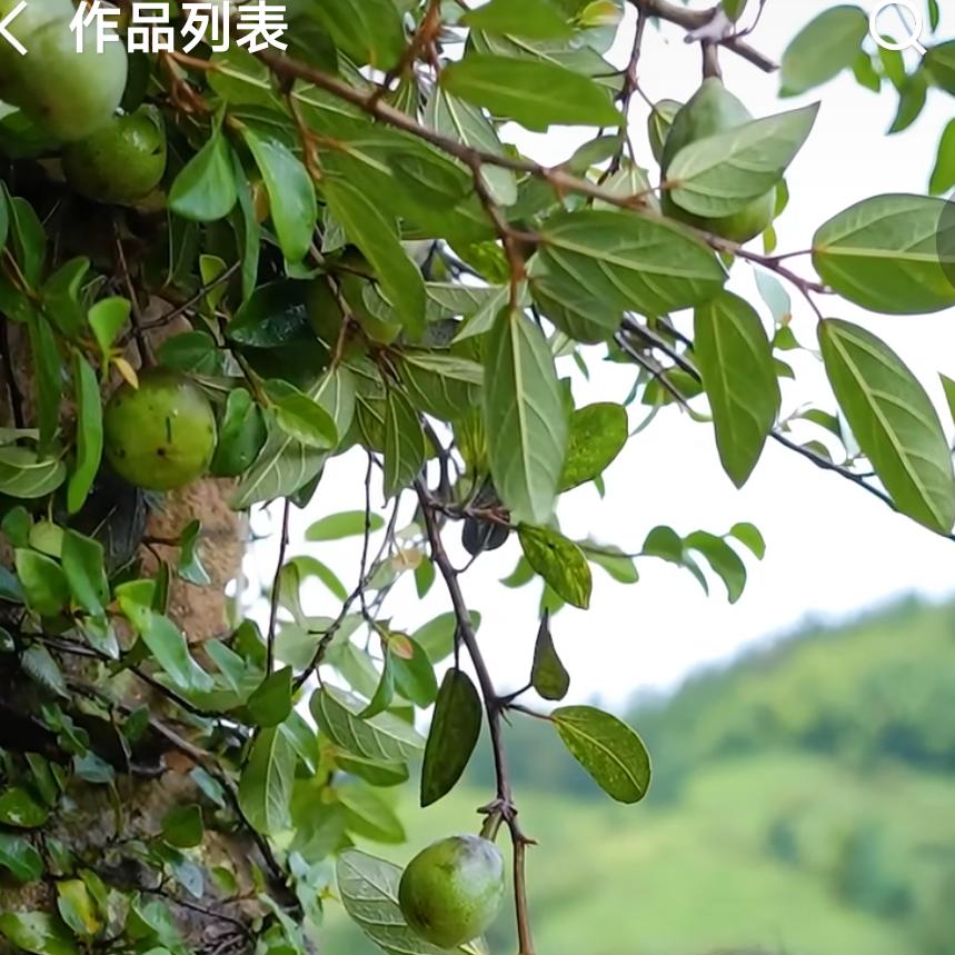 大黄鱼
