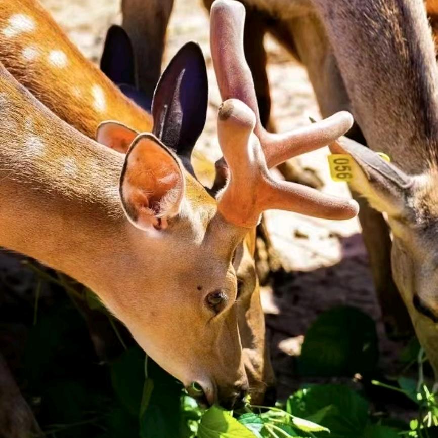 笛鹿圣庄滋补养生专卖店