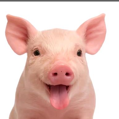 ᭄杨ઈོ小猪࿐