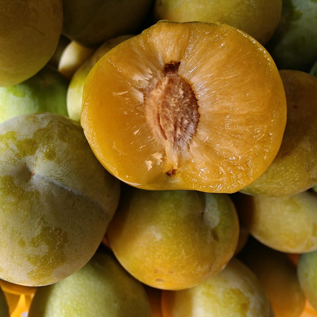 贵州优质六马蜂糖李树苗