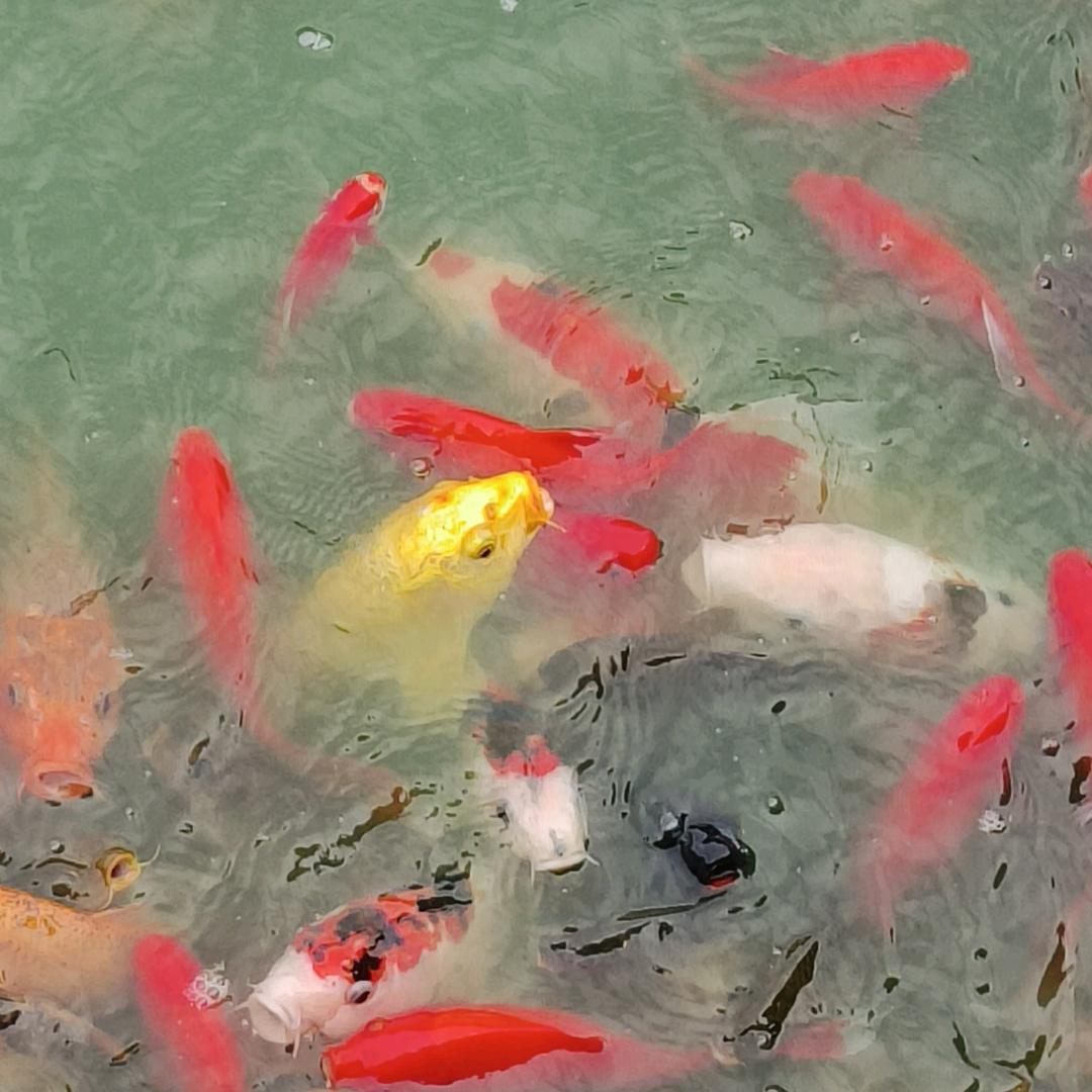 广雅