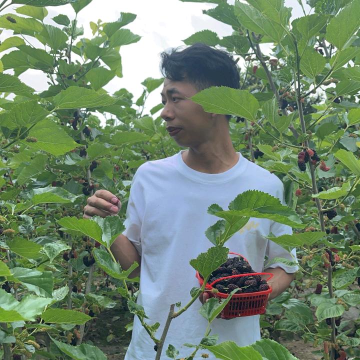 小杨来了【乡村】