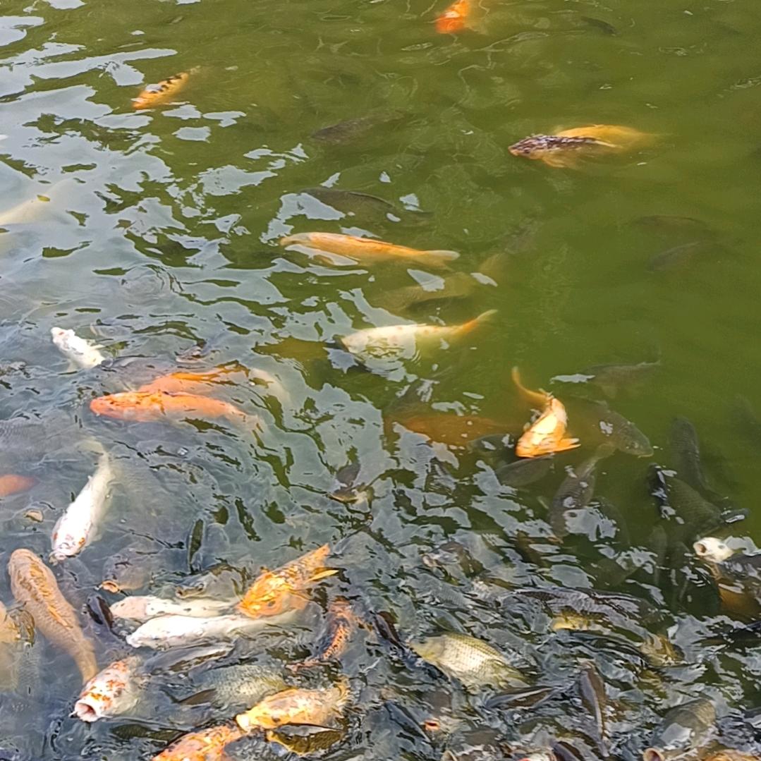 向往明天