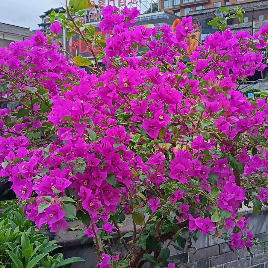 潇潇