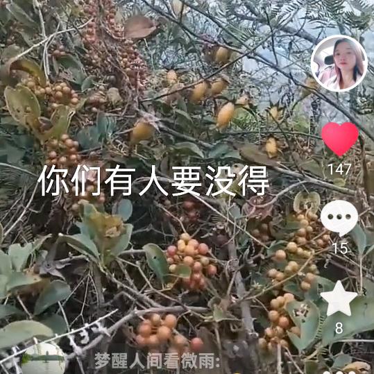 母老虎