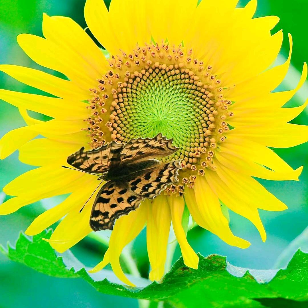 刘芝芝（首播筹备中…）