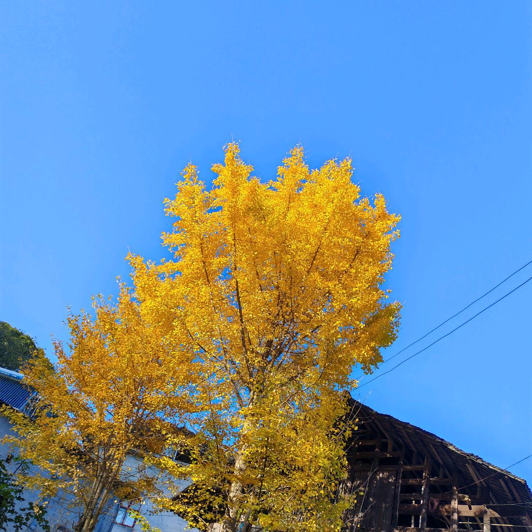 养疯（蜂）人