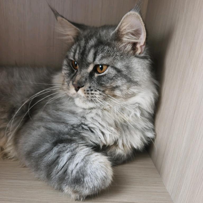 Timo是只缅因猫