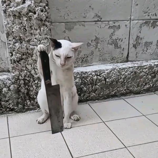 秃鹫