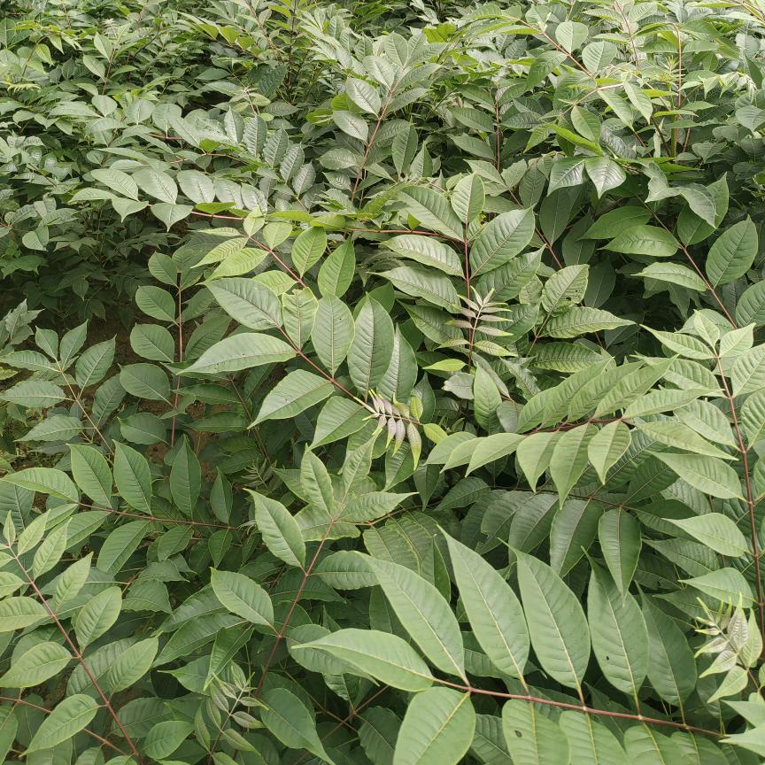 明天会更好（苗木）