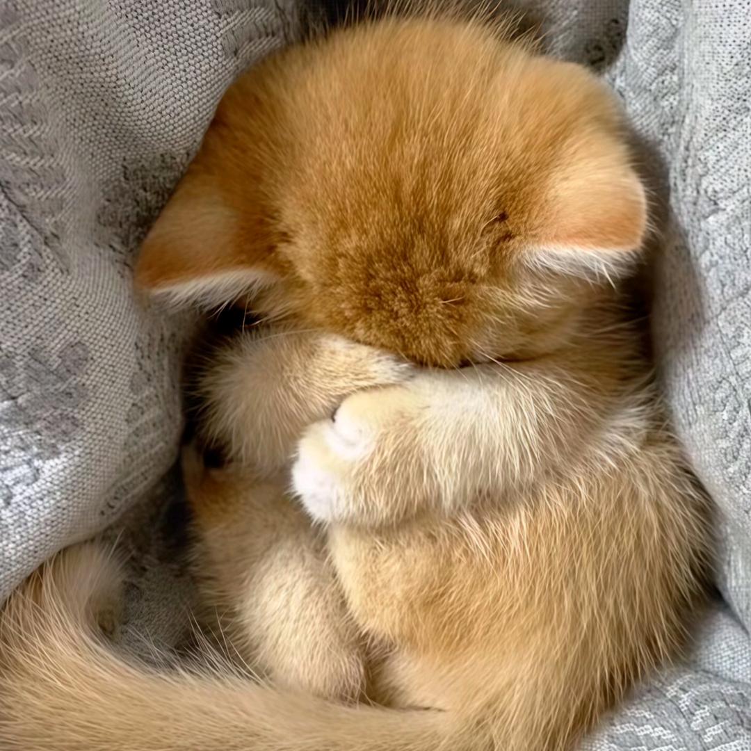 瑶早睡💤