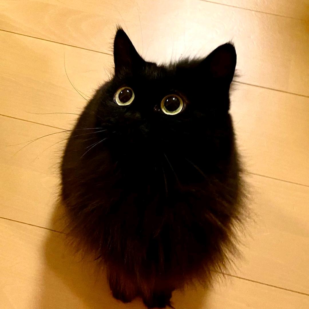 是阿钰吖（被关小黑屋发不了作品版）