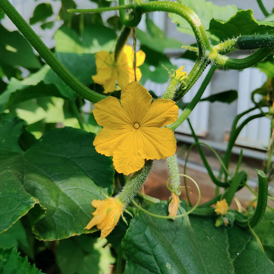 有机菜农小当家