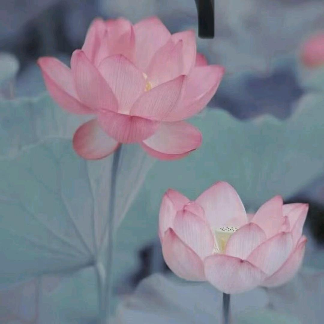 周周有钱花