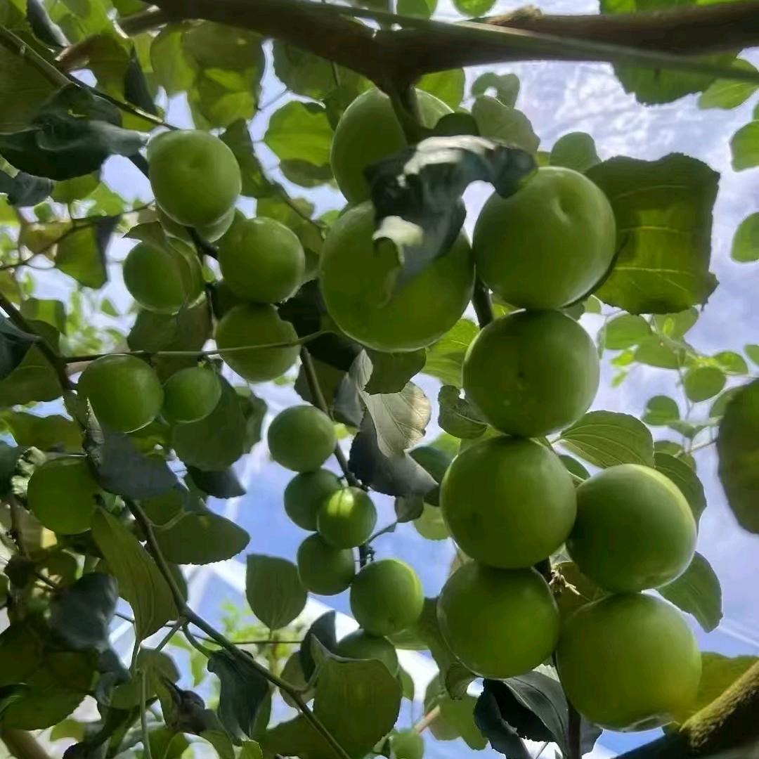 西双版纳苹果枣